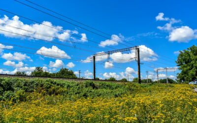 SYMBIOSIS at Mid-Term: Advancing Biodiversity Integration in Transport Infrastructure